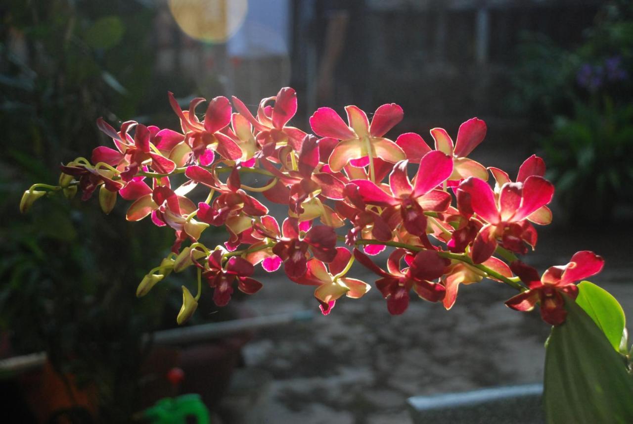 Villa Orchid Garden Riverside ฮอยอัน ภายนอก รูปภาพ