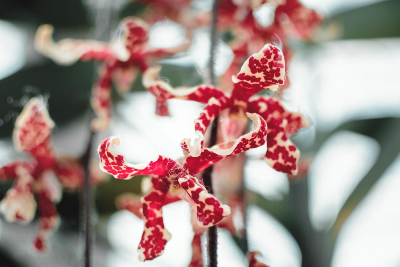 Villa Orchid Garden Riverside ฮอยอัน ภายนอก รูปภาพ